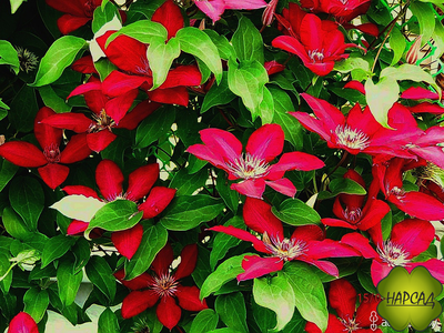 Клематис "Solidarno??" (Солидарность)