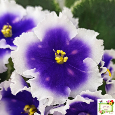 МТ-Магический Фонарик (М. Тотиева) 2023 г.