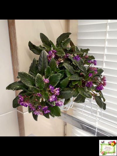 Senk's Azalea Trail (R.Follett/D.Senk) (9845) 01/30/2008 трейлер