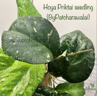 Hoya Priktai seedling (ByPatcharawalai)