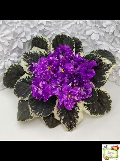 ВаТ-Шоколадное Настроение (Т. Валькова) 2019 г.