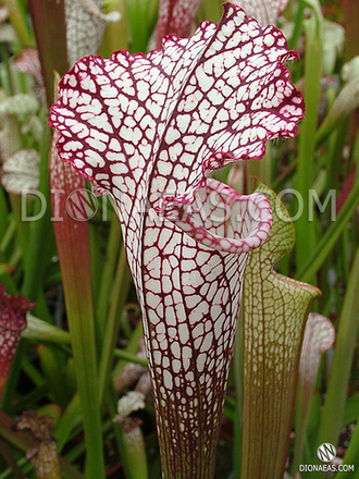 Sarracenia Leucophylla pink and purple pitchers,  vigorous and tall plant