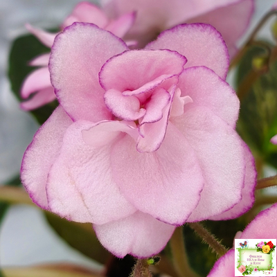 Lilian Sparkler (E.Champion) (мозаичник)