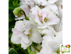 МТ-Кокилье (М. Тотиева) 2023 г.