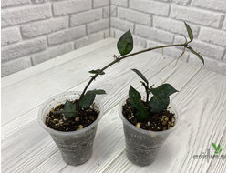 13/12/2024 hoya krohniana black leaves