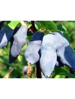 жимолость "бакчарский великан"