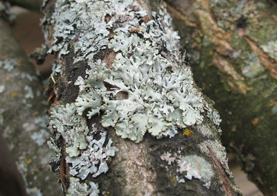 "Лишайник" силиконовый молд .