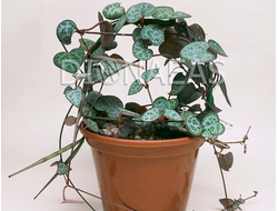 Ceropegia woodii