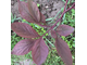 Paeonia caucasica f. ruprechtiana