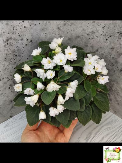 ЛЕ-Жемчужинка (Е. Лебецкая) 2018 г. трейлер