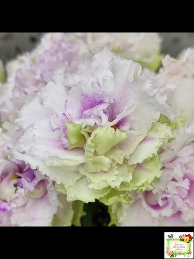 АВ-Свадебное Путешествие (Фиалковод) 2021 г. (лист посажен 03.11.25)