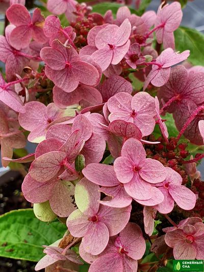 Гортензия метельчатая "Polestar" (Полистар)