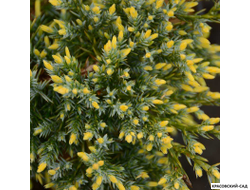 Можжевельник Голд Тип - Gold Tip