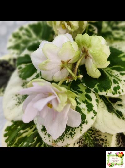 ЛЕ-Элли (Е. Лебецкая)