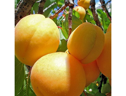Абрикос Медовый