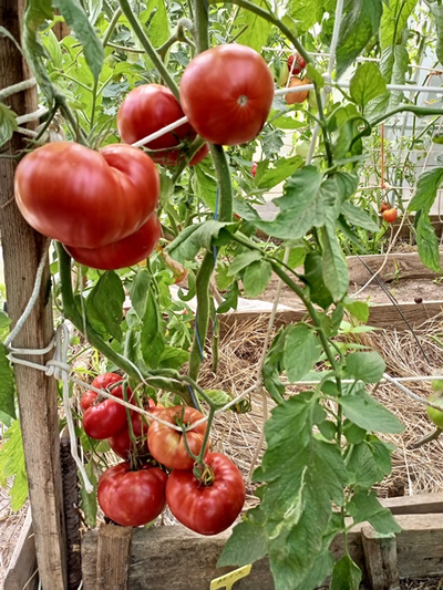 Томат Летя (Rosii de Letea), Румыния