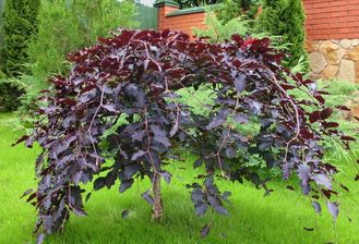 Краснолистная лещина  на штамбе( Corylus avellana Pendula purpurea)