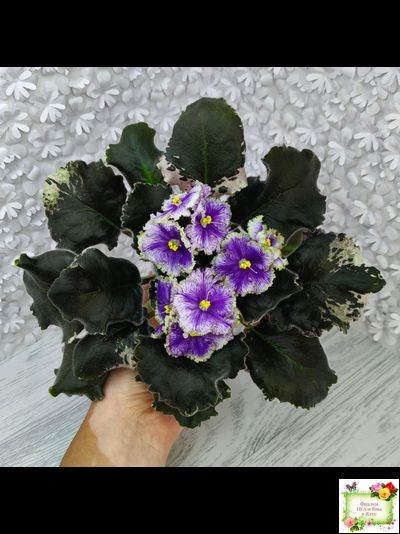 КО-Путеводная Нить (О. Кособокова) 2022 г.