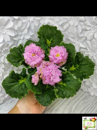 ЛЕ-Медуница (Е. Лебецкая) 2020 г. (сортовая омоложенная розетка)