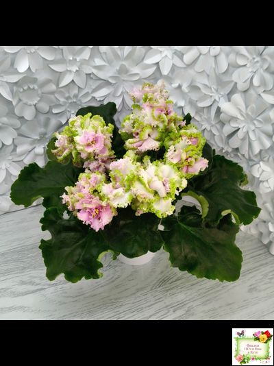 ЛЕ-Денди (Е. Лебецкая) 2011 г.