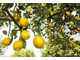 Лимон (Citrus limon) Сицилия, 5 мл - 100% натуральное эфирное масло