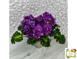 ЛФ-Лилия (Л. Федосеева) 2019 г.