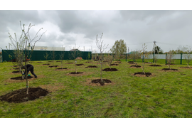 Посадка сада весна 2024 (крупномеры 5-7лет)