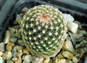 Mammillaria matudae (D=30mm)