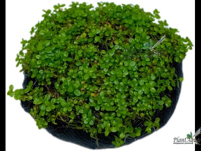 Хемиантус Куба на вабикусе