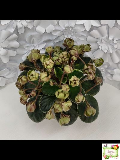 Н-Фавн (Н. Бердникова) 2017 г. (лист посажен 29.01.26)