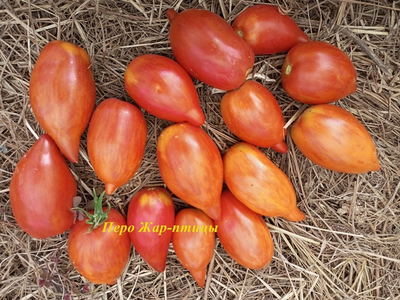 Томат Сливка полосатая