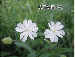 Силена Капенсис - Silene Capensis, Африканский корень сновидений, Смолёвка капская, Undlela ziimhlophe - Белые пути