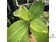 Sanchezia speciosa variegated / санхеция вариегатная