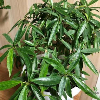 Ficus Neriifolia / фикус нериифолия иволистный