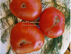 Томат Дон Камилло (Don Camillo)