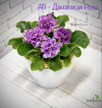 Фиалка АВ- Дамасская Роза