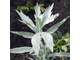 Полынь Людовика (Artemisia ludoviciana) - 100% натуральное эфирное масло