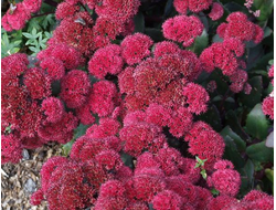 Очиток Ред Каули (Red Cauli)