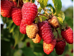 Каскад Делайт