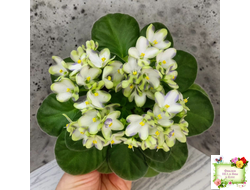 Марина Цветаева (А.Басенина) 2017 г. химера (сорт укоренённый пасынок)