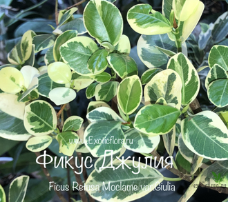 Фикус Джулия / Моклэйм вариегатный / ficus Giulia