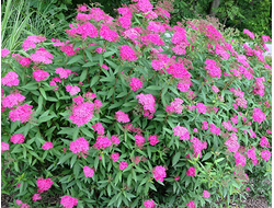 Спирея японская Антони Ватерер (Anthony Waterer)