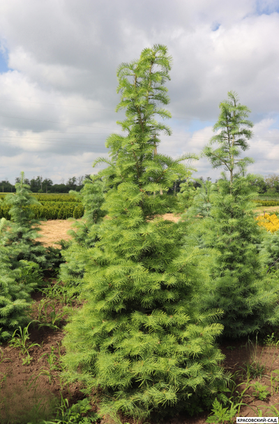 Пихта одноцветная - Abies concolor