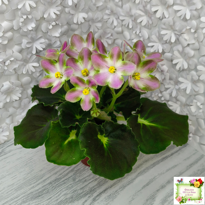 RIV-Амнезия (И. Растегаева) 2024 г.