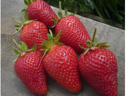 Земляника садовая Сладкоежка, p9