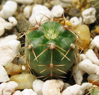 Gymnocalycium amerhauseri VG 528