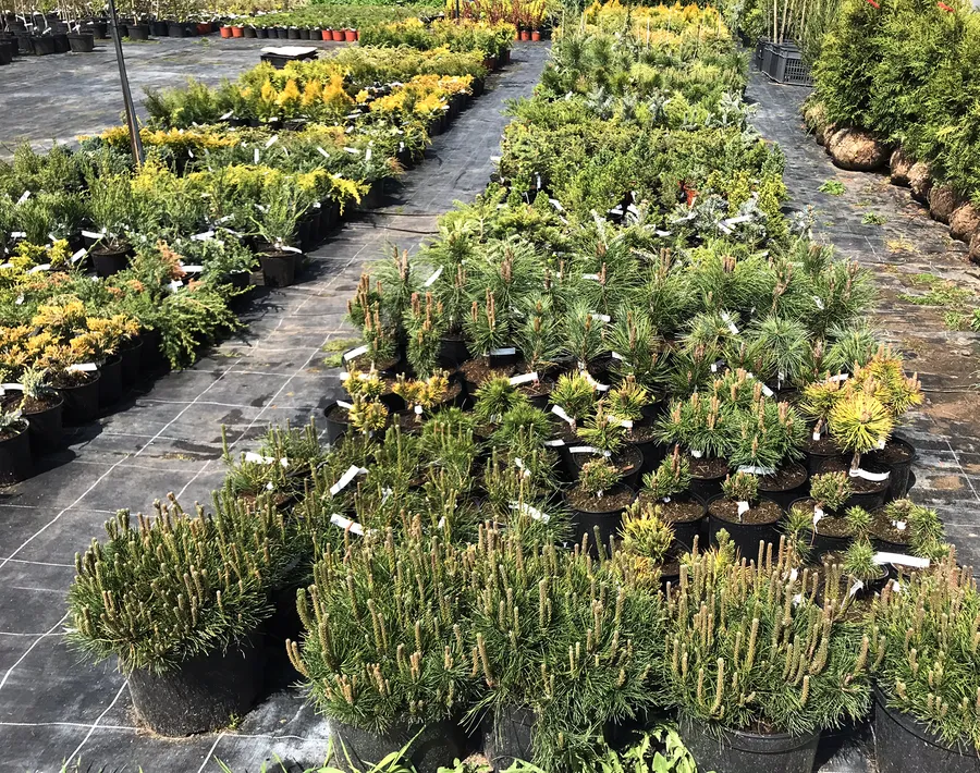 Наши весенние хвойники