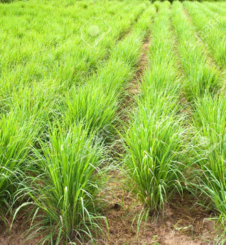 Лемонграсс (Cymbopogon flexuosus) 10 мл - 100% натуральное эфирное масло