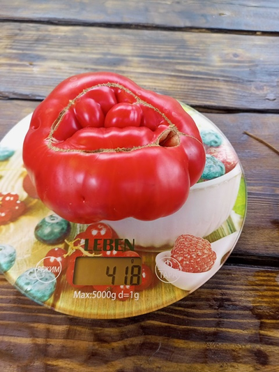 Томат Польская гордость Марджа (Marge’s Polish Pride) Канада