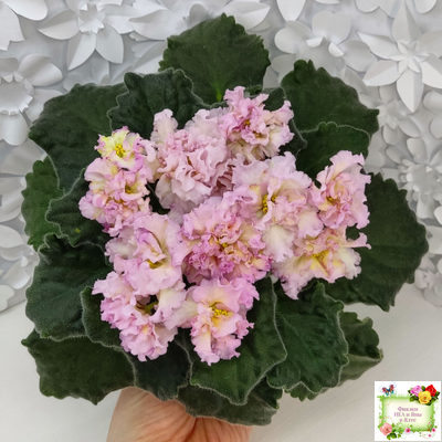 РМ-Яринка (Н. Скорнякова) 2021 г.